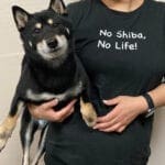 noshiba